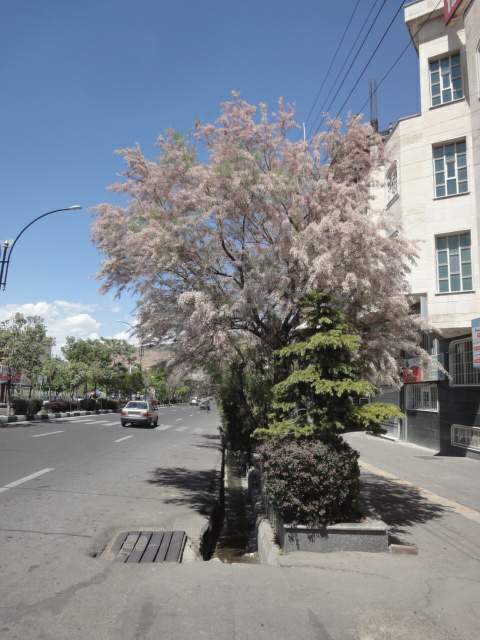 Tamarix  درخت گز